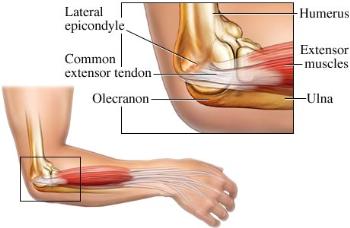 Cấu tạo của khớp khuỷu tay
